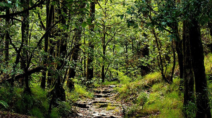 Binsar wildlife Scentury